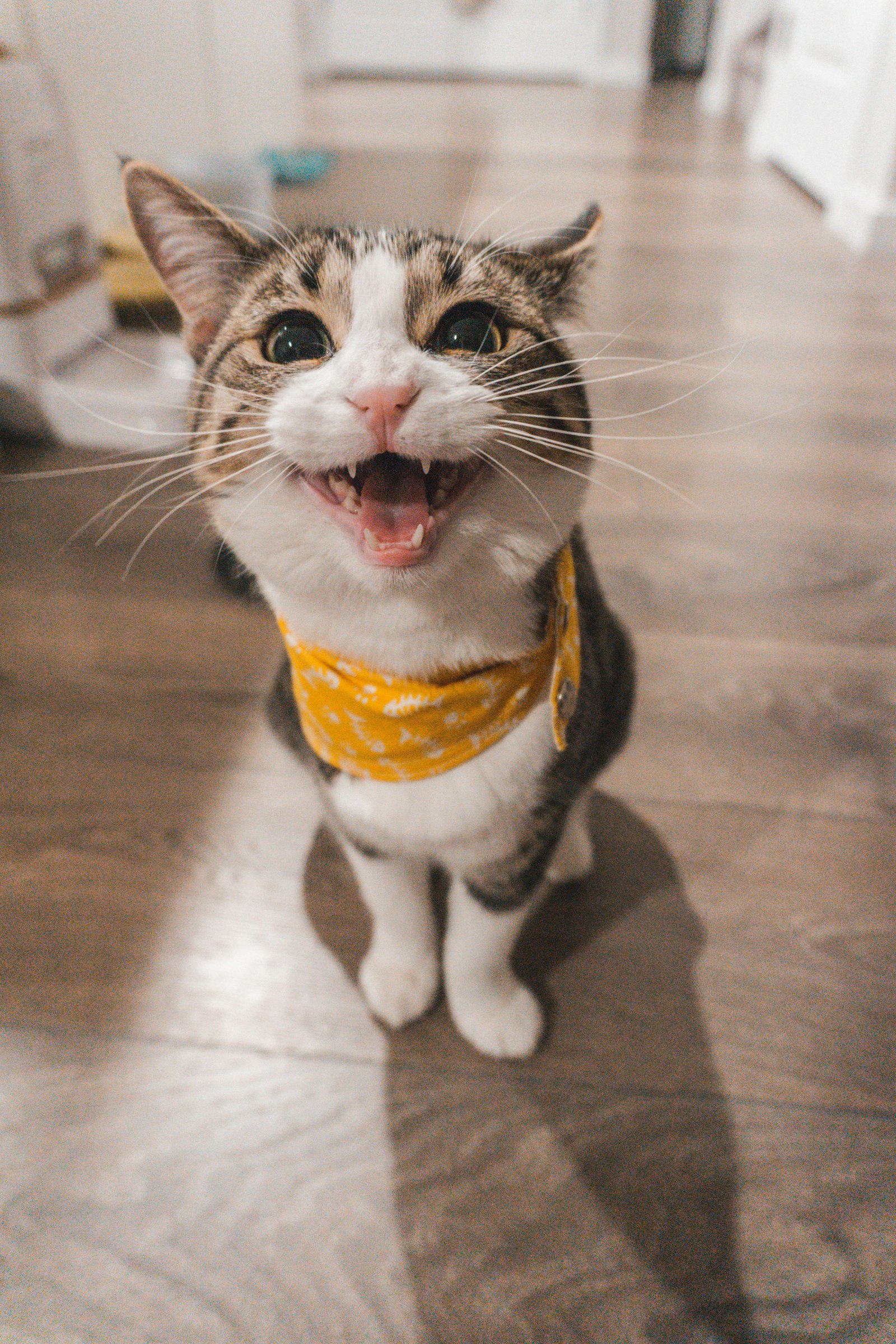 A ginger cat looking up