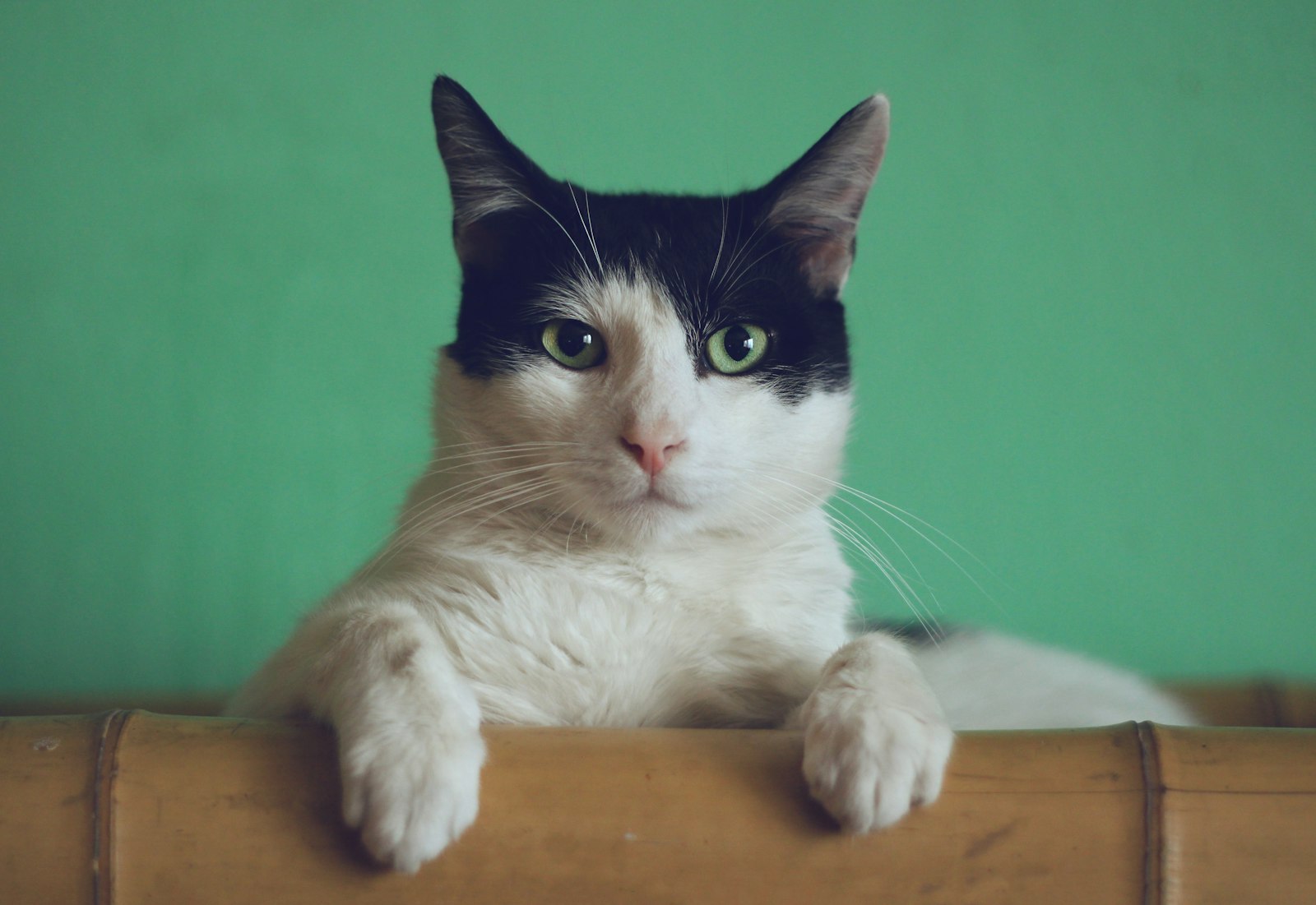 A tabby cat resting peacefully
