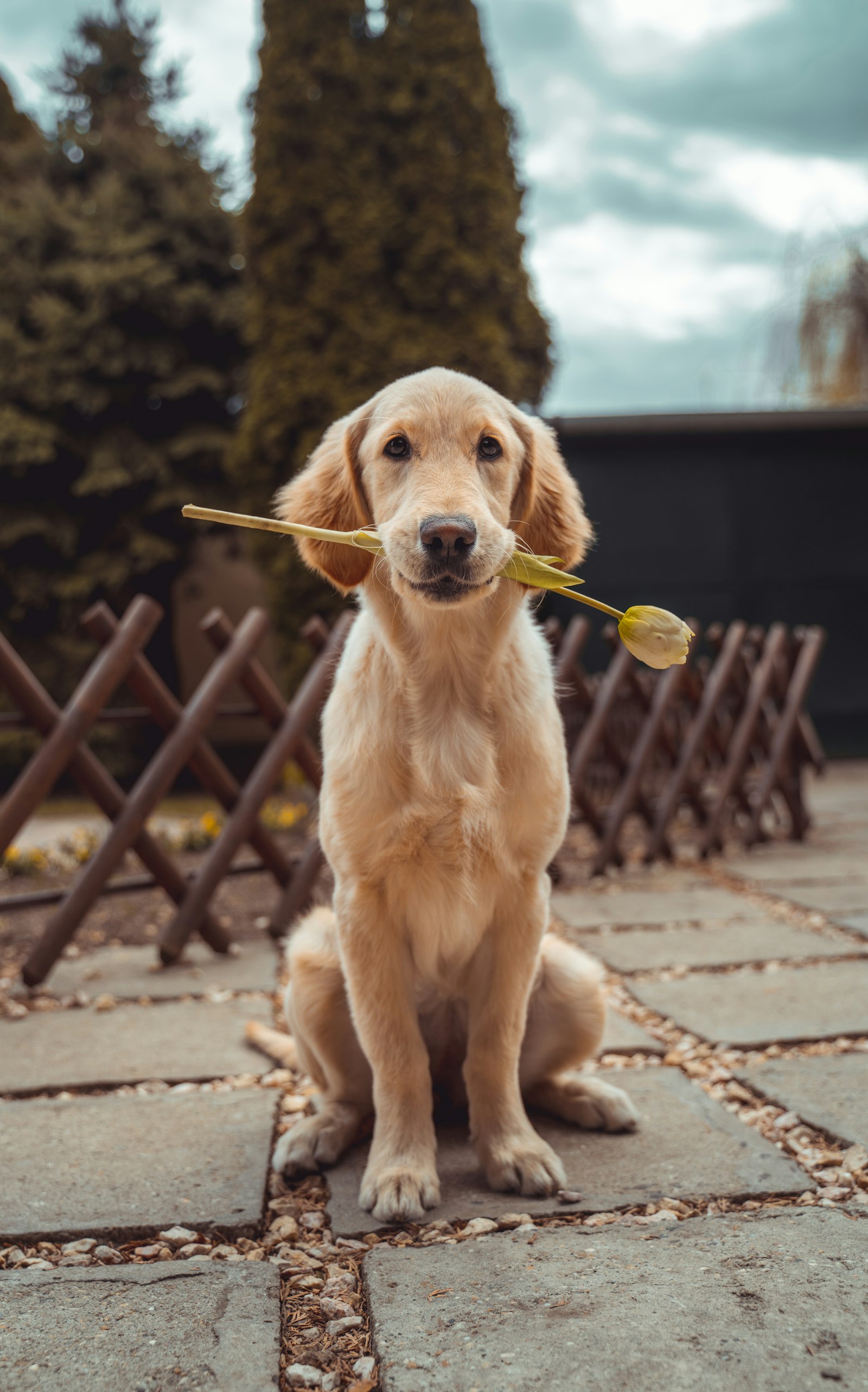 A friendly dog looking up