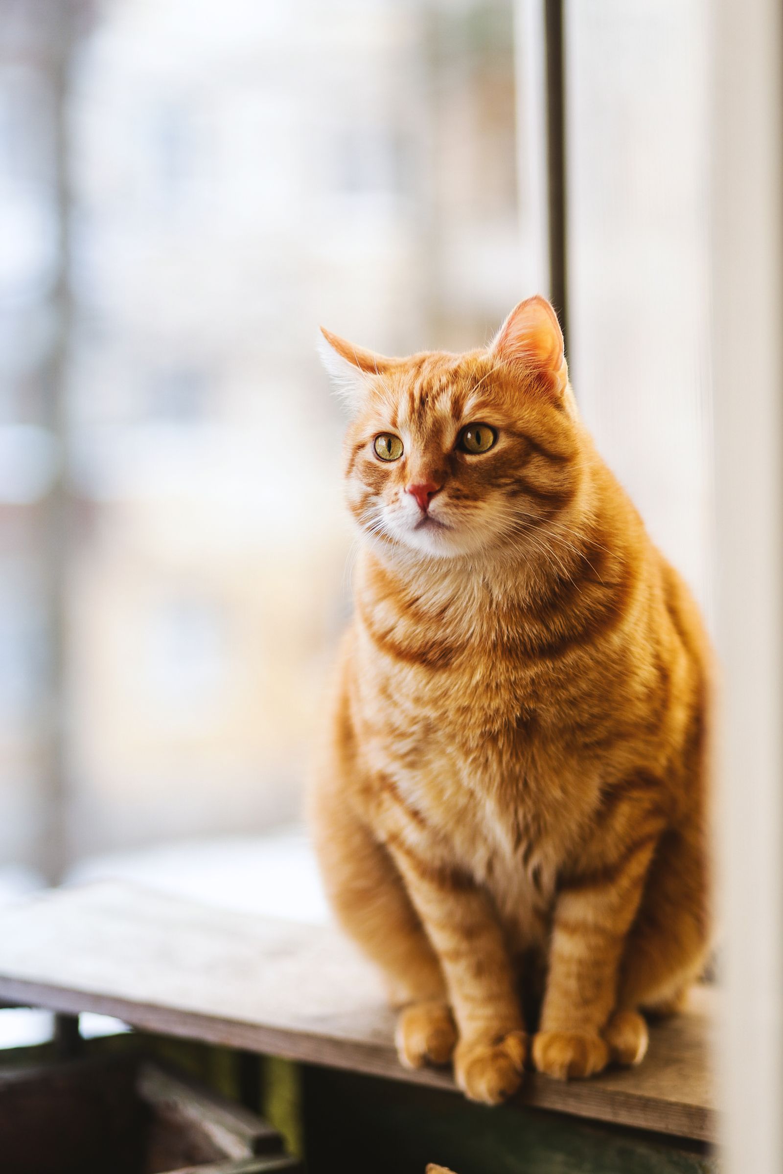 An orange cat lounging in the light