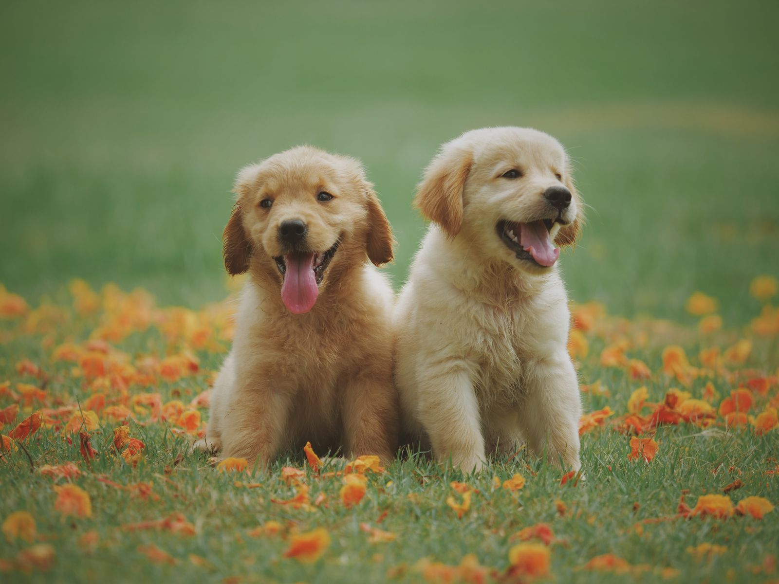 A woman smiling with her happy dog