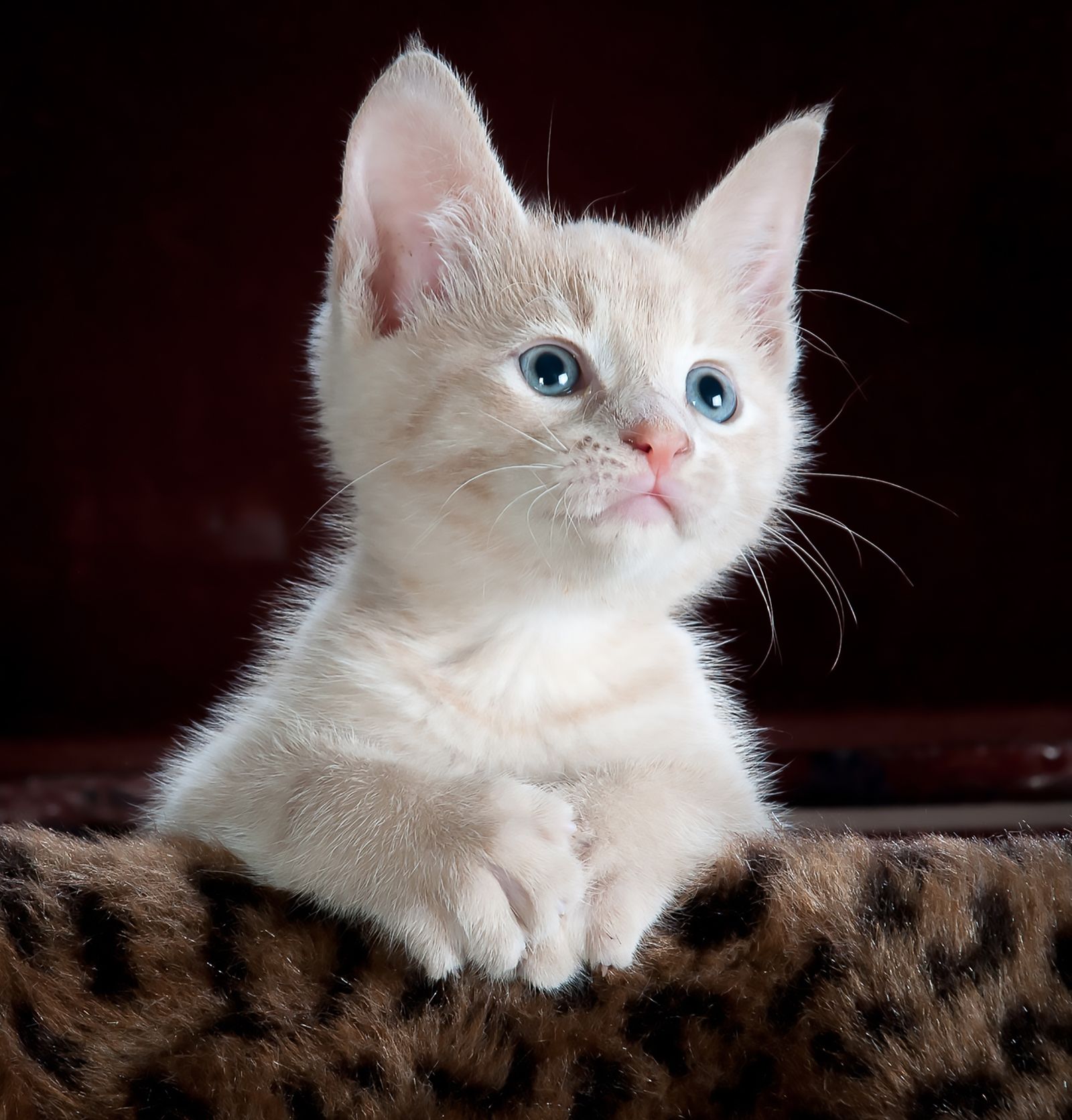 A curious kitten with bright eyes